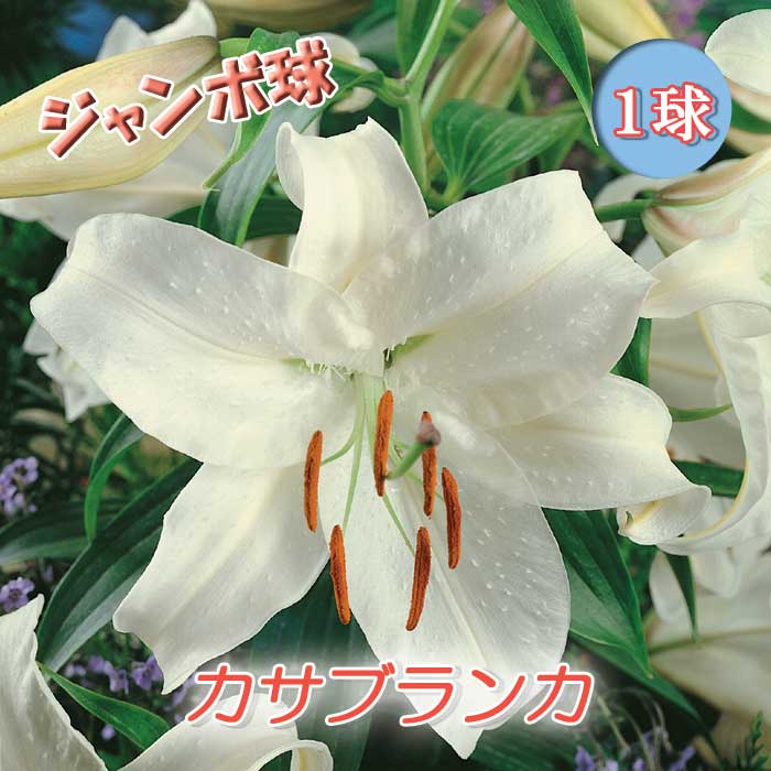 10月下旬より順次発送・早割】 花の大きい カサブランカ 球根