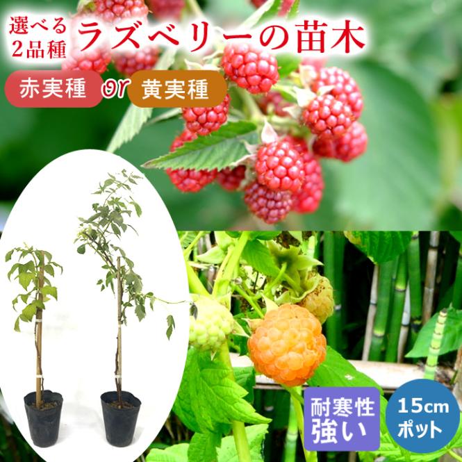 ラズベリー 苗木 15cmポット 選べる2品種 赤実種 黄実種 2種セットも