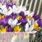 ��10�����ܤ��ȯ�������� �����ǥ� �����å��� �庬 ���� 5�� �ߥå��� ����ե� ������ crocus �󤻿��� ���� �֤�����
