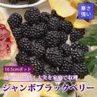果樹,ラズベリー | 花の大和オンラインショップ