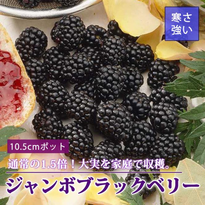 ラズベリー 苗木 ジャンボブラックベリー 10.5cmポット 果樹 小果樹