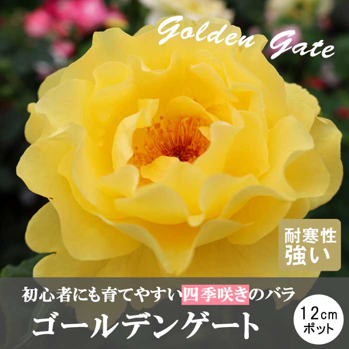 バラ 苗 ゴールデンゲート 育てやすい 四季咲き 12cmポット 2年生