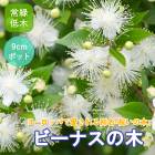 ���� ���� �ӡ��ʥ����� ����Х��� 10.5cm�ݥå� �� �ӡ��ʥ� ���߲� �ޡ��ȥ� �ߥ�ȥ� �ˤ����� ���磻�Υ� �������� ��� �֤�����
