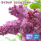 �饤��å� �� �ߥ�����֥å��㡼 18cm�ݥå� Ȭ�ź餭 ˧�� ���� ���� �Ѵ��� ��餵���Ϥ��ɤ� ���