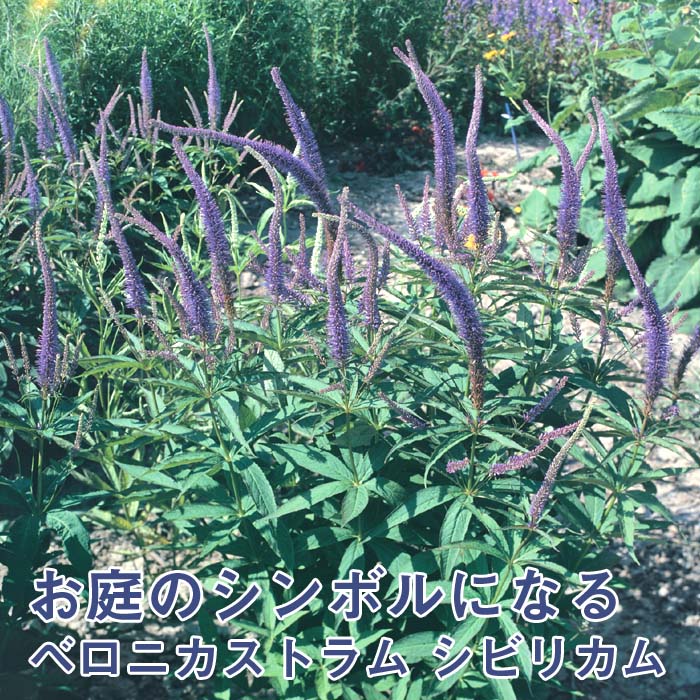 ��ͽ��۽ɺ��� �� �٥��˥����ȥ�� ���ӥꥫ�� 9������󥰥ݥå� ���ι⤤ �ܡ����� �����ǥ� ����ä��󤽤� ¿ǯ�� �ڣ����Ⱦ���缡ȯ����