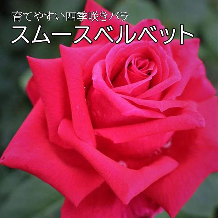 バラ 苗 スムースベルベット 育てやすい 四季咲き 12cmポット 2年生