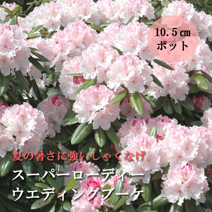  ѡǥǥ󥰥֡ 10.5ݥå ǥ˥   