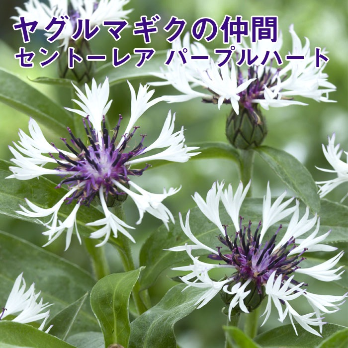 宿根草苗 セントーレア パープルハート バラに合う ９ｃｍロングポット １０月中下旬より順次発送 すべての商品 花の大和オンラインショップ