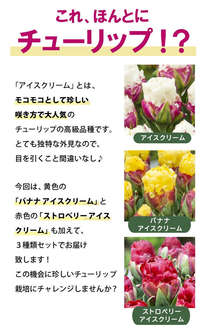 花苗 球根苗 チューリップ 3種セット アイスクリーム 八重咲き 送料無料 春 苗 3月上旬より順次発送 予約商品 予約注文でポイント5倍 すべての商品 花の大和オンラインショップ 花苗 球根苗 チューリップ 3種セット アイスクリーム 八重咲き 送料無料 春 苗 3月上旬より順次発送 予約商品 予約注文でポイント5倍 すべての商品 花の大和オンラインショップ