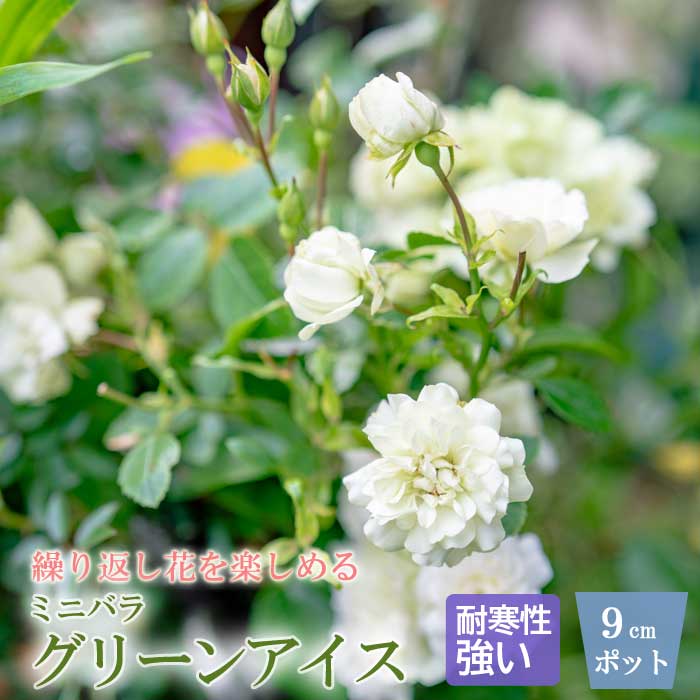 �ߥ˥Х� ���꡼�󥢥��� �Х� �� ������ 9cm 3�� ��Ƥ䤹�� �Х��� �� rose �����ǥ˥� ��� ���٤�餯�İ��� green ice �Ѵ��� �� ���꡼�� �� �ۥ磻��