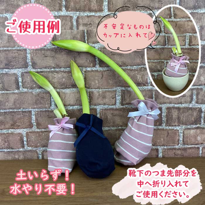 ���ޥ�ꥹ �庬 �� ����̵�� �ۡں�ǯ���ֺѤߡ��ʼ浪�ޤ���3�� �������� ���å� �ڤʤ���ʤ��Ǥ��� ����ƥꥢ ȭ���� �Ͽ��� amaryllis �֤�����