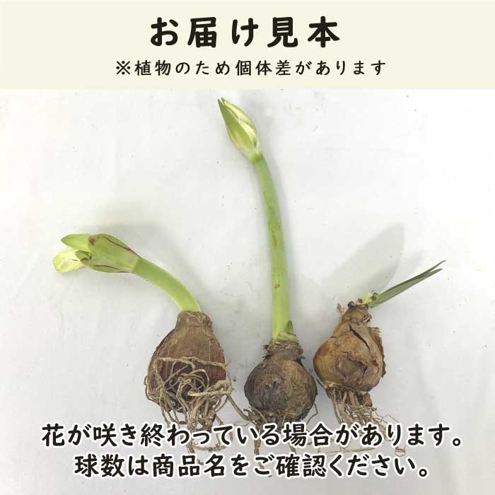 ���ޥ�ꥹ �庬 �� ����̵�� �ۡں�ǯ���ֺѤߡ��ʼ浪�ޤ���3�� �������� ���å� �ڤʤ���ʤ��Ǥ��� ����ƥꥢ ȭ���� �Ͽ��� amaryllis �֤�����