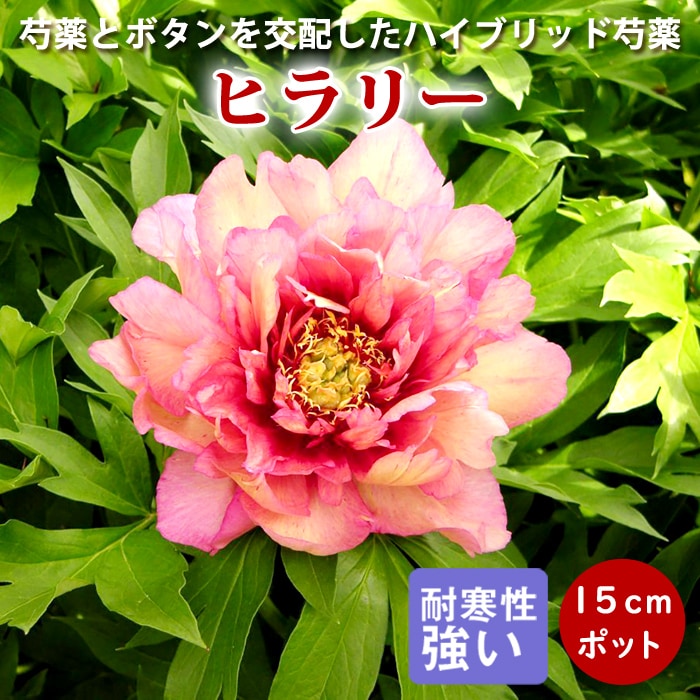 芍薬 苗 イトウハイブリッド ヒラリー 15cmポット株分け苗