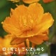 ɺ  ȥꥦ ɥ 󥰥ݥå ڤָ  ǥ ä󤽤 ¿ǯ