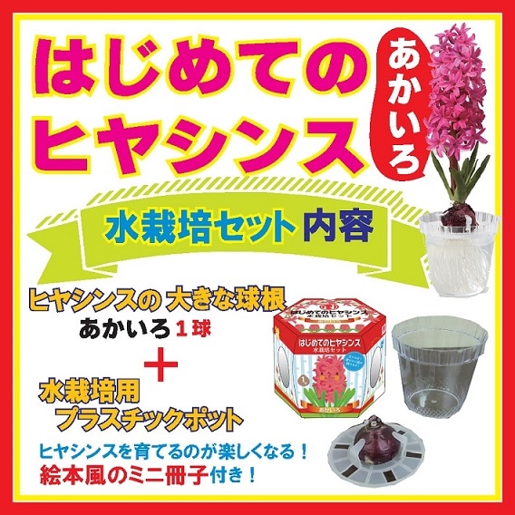 水耕栽培球根籠盛りセット 水耕栽培球根籠盛りセット
