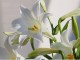Ŵˤɴ�� �ҤΤ�� �庬 2�� �ƥåݥ� ��� �� Lily ���������绺 ɴ�� �ƿ��� ������ �߿��� �֤�����