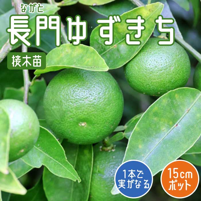 花柚子 3年生 接木苗 実付き 21cmPOT 大苗 苗 柑橘 香酸系 ゆず