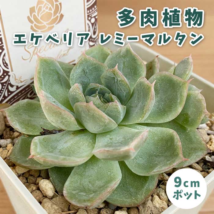 多肉植物 エケベリア レミーマルタン 9cmポット 苗 ロゼッタ状 初心者