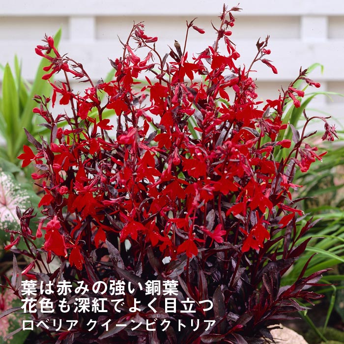 ͽ۽ɺ  ٥ꥢ ӥȥꥢ 9󥰥ݥå ι⤤ ܡ ǥ ä󤽤 ¿ǯڣ沼ܤ缡ȯ