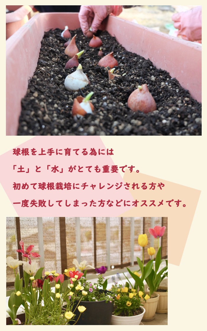 庬  14     ֥ ۹  庬 ñ ǥ˥  ݿ ӿ ؤ   庬