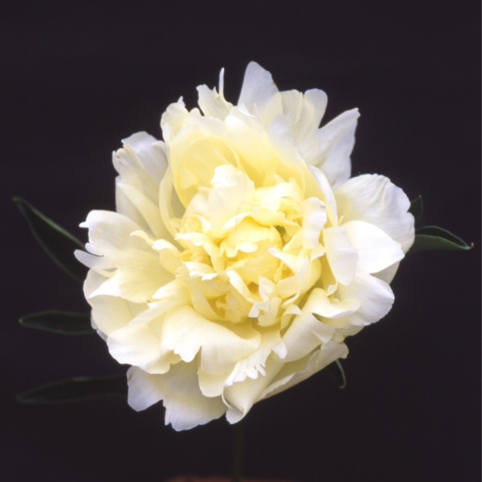 芍薬 苗 楊貴妃 12cmポット 黄色 クリーム色 ようきひ ヨウキヒ