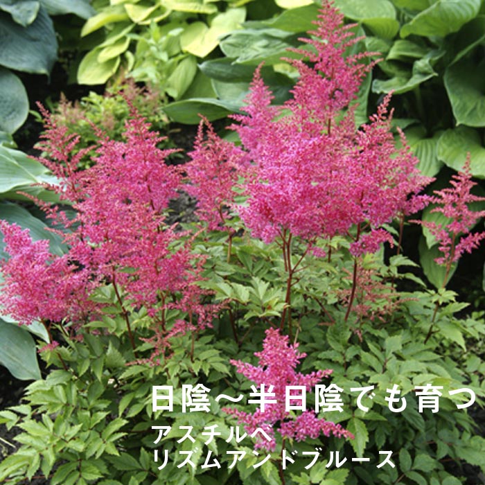 宿根草苗No.6 9cmポット8個 予約・早割】宿根草 苗 セット 9cmロング