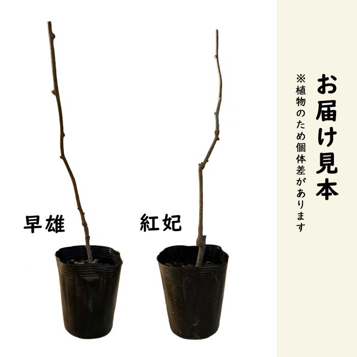 �Ȥ������� 2�糧�å�(���ޤ���ͺ) 15cm�ݥå� �� �쥤��ܡ���å� �̼�  �������� �ե롼�� ��ʪ ���� ���� ����̵��