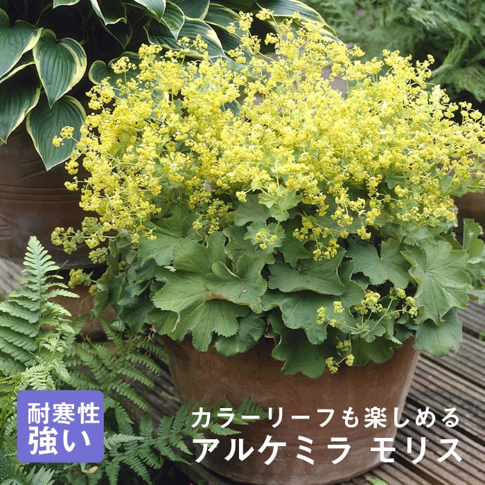 ��ͽ��۽ɺ��� �� ���륱�ߥ� ��ꥹ 9������󥰥ݥå� �Х�˹礦 ����ä��󤽤� ¿ǯ�� �ڥ�˥���ڣ����Ⱦ���缡ȯ����