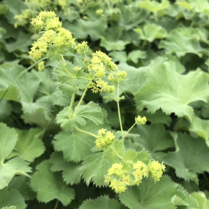 ��ͽ��۽ɺ��� �� ���륱�ߥ� ��ꥹ 9������󥰥ݥå� �Х�˹礦 ����ä��󤽤� ¿ǯ�� �ڥ�˥���ڣ����Ⱦ���缡ȯ����