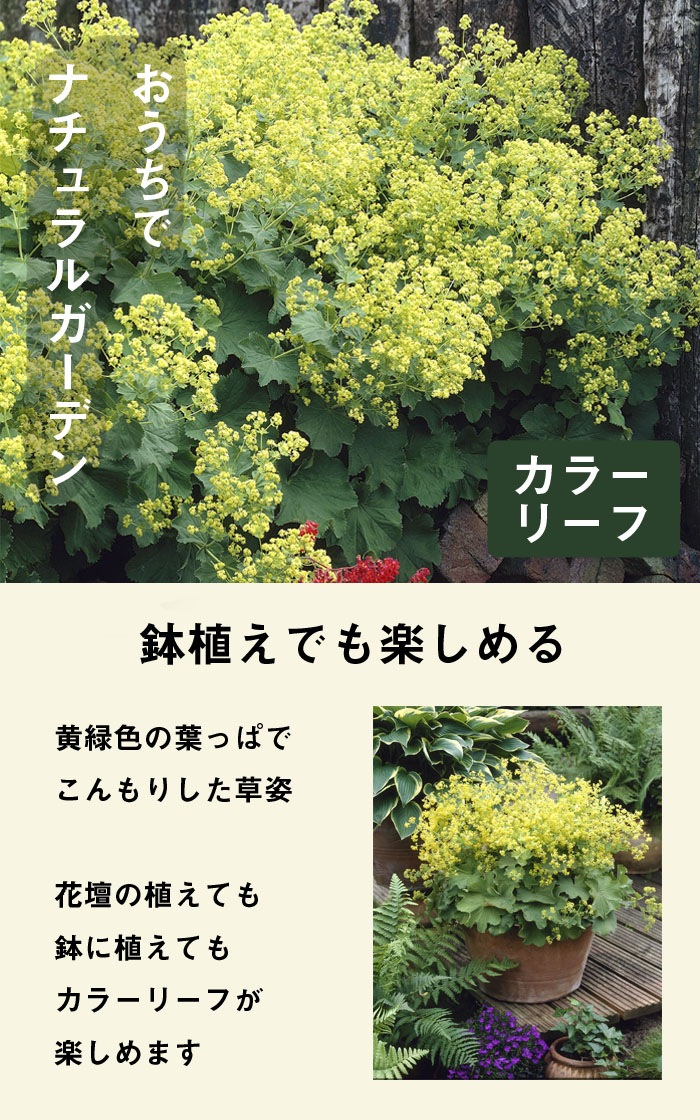 ��ͽ��۽ɺ��� �� ���륱�ߥ� ��ꥹ 9������󥰥ݥå� �Х�˹礦 ����ä��󤽤� ¿ǯ�� �ڥ�˥���ڣ����Ⱦ���缡ȯ����