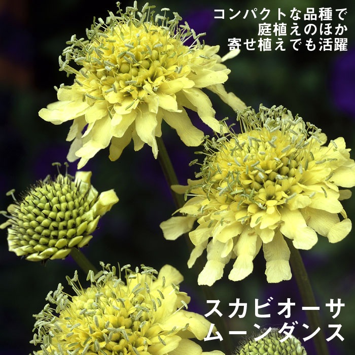 宿根草 苗 スカビオーサ ムーンダンス 9cmロングポット バラに合う すべての商品 花の大和オンラインショップ 宿根草 苗 スカビオーサ ムーンダンス 9cmロングポット バラに合う すべての商品 花の大和オンラインショップ