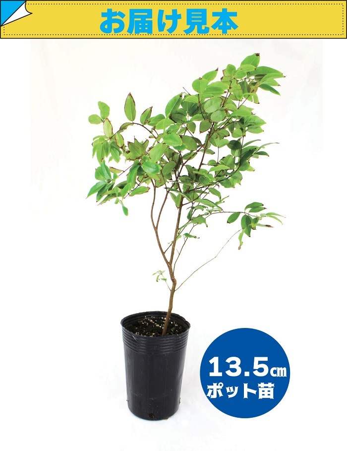 ��ͽ�����ۥ���ܥ����� �� 13.5cm �ݥå� ���� ����ƥꥢ ���տ�ʪ Ǯ�Ӳ̼� �ȥ��ԥ��� ����̵����5����ܤ��缡ȯ����