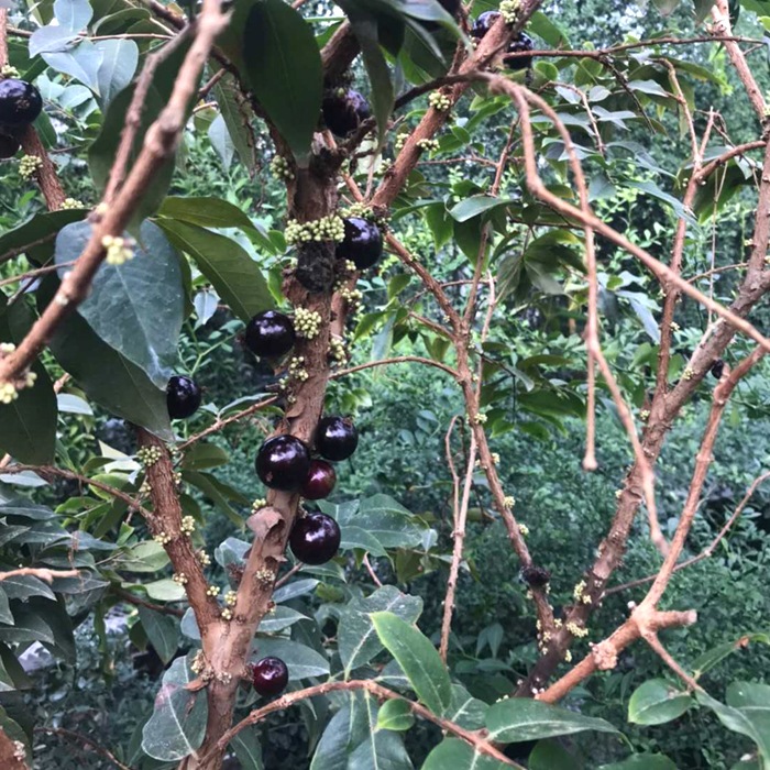 ��ͽ�����ۥ���ܥ����� �� 13.5cm �ݥå� ���� ����ƥꥢ ���տ�ʪ Ǯ�Ӳ̼� �ȥ��ԥ��� ����̵����5����ܤ��缡ȯ����