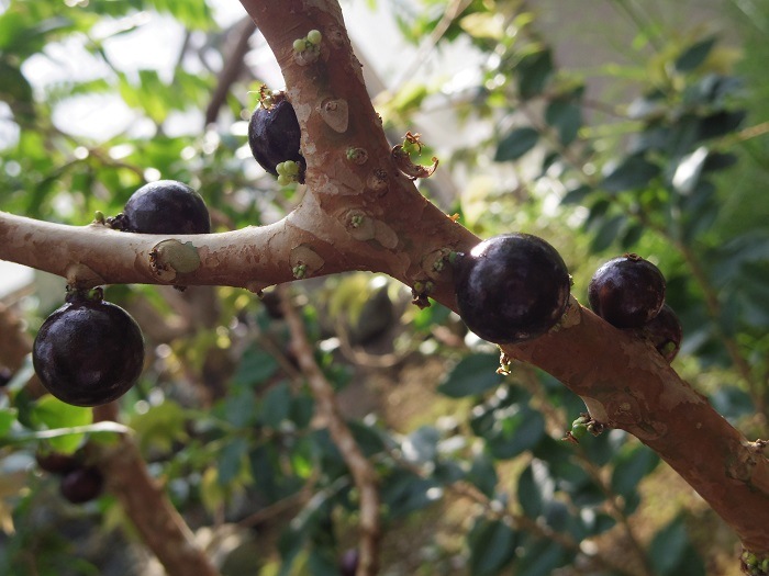 ��ͽ�����ۥ���ܥ����� �� 13.5cm �ݥå� ���� ����ƥꥢ ���տ�ʪ Ǯ�Ӳ̼� �ȥ��ԥ��� ����̵����5����ܤ��缡ȯ����