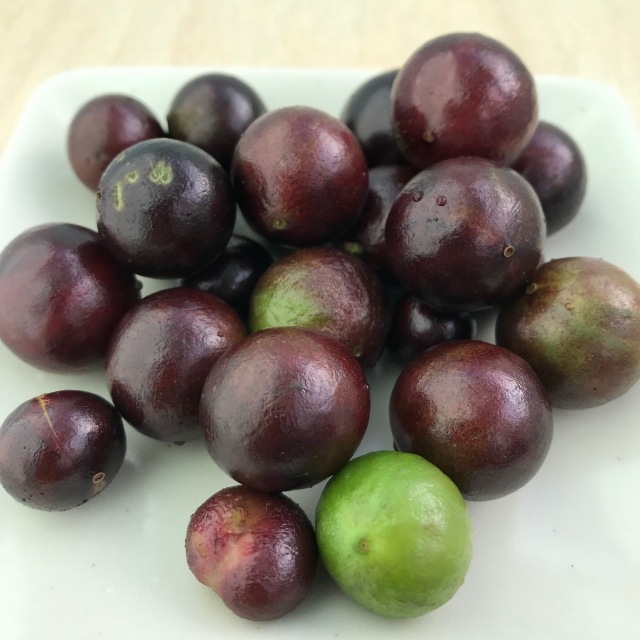 ��ͽ�����ۥ���ܥ����� �� 13.5cm �ݥå� ���� ����ƥꥢ ���տ�ʪ Ǯ�Ӳ̼� �ȥ��ԥ��� ����̵����5����ܤ��缡ȯ����