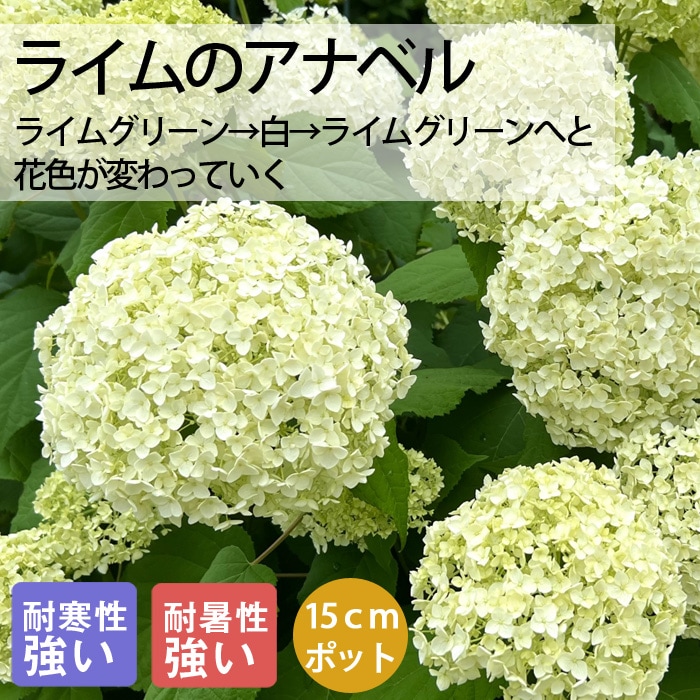 アジサイ アナベル 苗 ライムのアナベル 15cmポット大苗