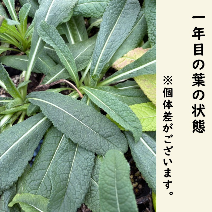 ��ͽ��۽ɺ��� �� �������� �ե��ʥ� 9������󥰥ݥå� ���ι⤤ ����ä��󤽤� ¿ǯ�� �ڥ�˥���ڣ����Ⱦ���缡ȯ����