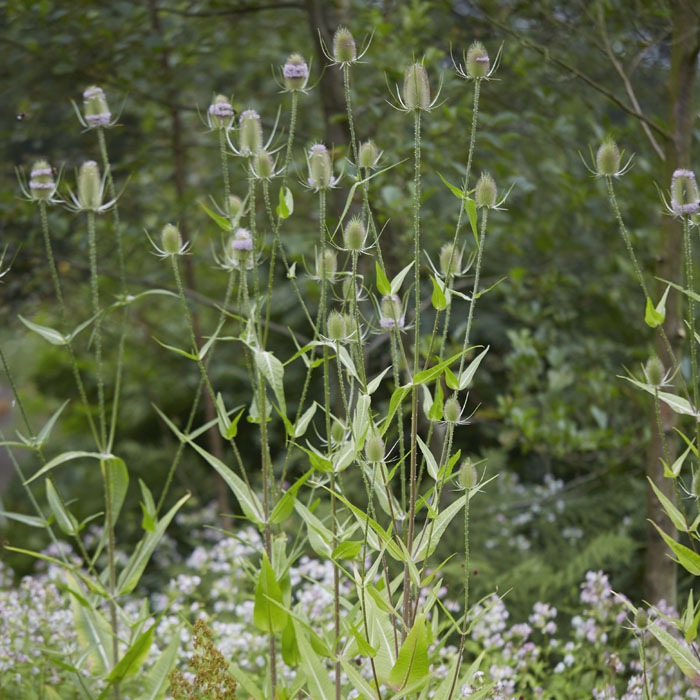 ��ͽ��۽ɺ��� �� �������� �ե��ʥ� 9������󥰥ݥå� ���ι⤤ ����ä��󤽤� ¿ǯ�� �ڥ�˥���ڣ����Ⱦ���缡ȯ����