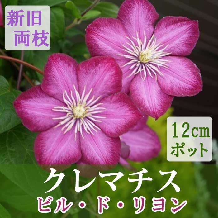 ����ޥ��� �ӥ� �� ���� 12cm�� ǻ�� �ڥ���å��ޥˡ��ϡ�����ξ�޺餭�ۻ͵��餭 ���� clematis �ԥ� 