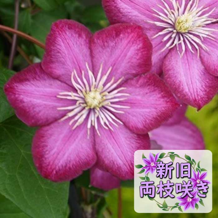 ����ޥ��� �ӥ� �� ���� 12cm�� ǻ�� �ڥ���å��ޥˡ��ϡ�����ξ�޺餭�ۻ͵��餭 ���� clematis �ԥ� 