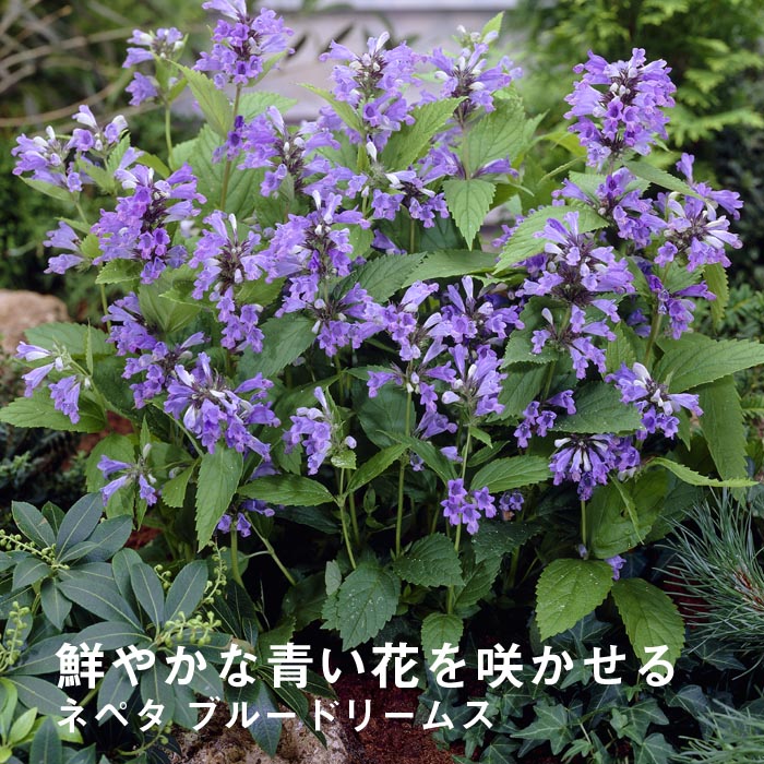 宿根草 苗 ネペタ ブルードリームス ９ｃｍロングポット バラに合う 宿根草 花の大和オンラインショップ