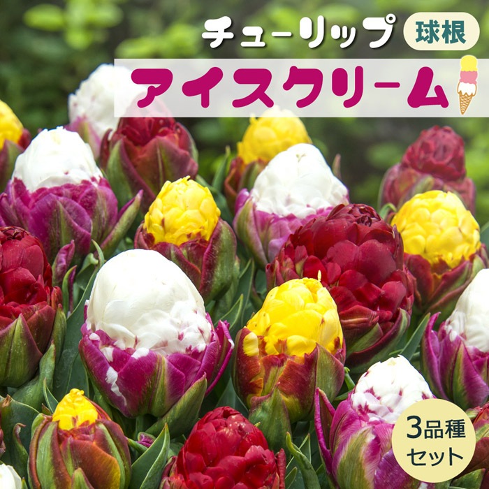 球根 秋植え チューリップ アイスクリーム ３種セット １種１球 八重咲き 送料無料 花の球根 花の大和オンラインショップ