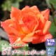 ߥ˥Х ֥   Х   9cm 3 Ƥ䤹 Х  rose ǥ˥  ٤餯İ calibra cordana Ѵ  å