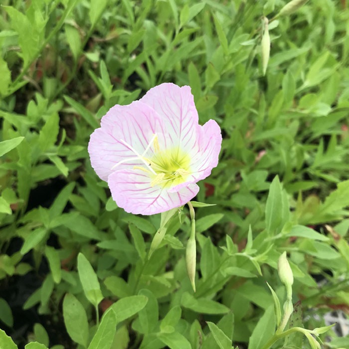 ͽ۽ɺ  Υƥ ڥ 󥰥ݥå 㤤 ä󤽤 ¿ǯ ڥ˥ڣ沼ܤ缡ȯ