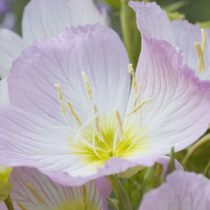 ͽ۽ɺ  Υƥ ڥ 󥰥ݥå 㤤 ä󤽤 ¿ǯ ڥ˥ڣ沼ܤ缡ȯ