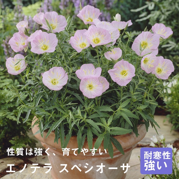 ͽ۽ɺ  Υƥ ڥ 󥰥ݥå 㤤 ä󤽤 ¿ǯ ڥ˥ڣ沼ܤ缡ȯ