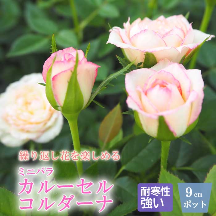 �ߥ˥Х� ���롼���� ��������� ������� �Х� �� ������ 9cm 3�� ��Ƥ䤹�� �Х��� �� rose �����ǥ˥� ��� ���٤�餯�İ��� carousel cordana �Ѵ��� �� �ԥ�