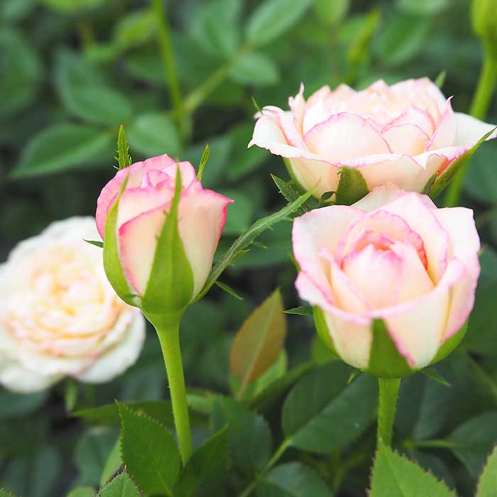 �ߥ˥Х� ���롼���� ��������� ������� �Х� �� ������ 9cm 3�� ��Ƥ䤹�� �Х��� �� rose �����ǥ˥� ��� ���٤�餯�İ��� carousel cordana �Ѵ��� �� �ԥ�