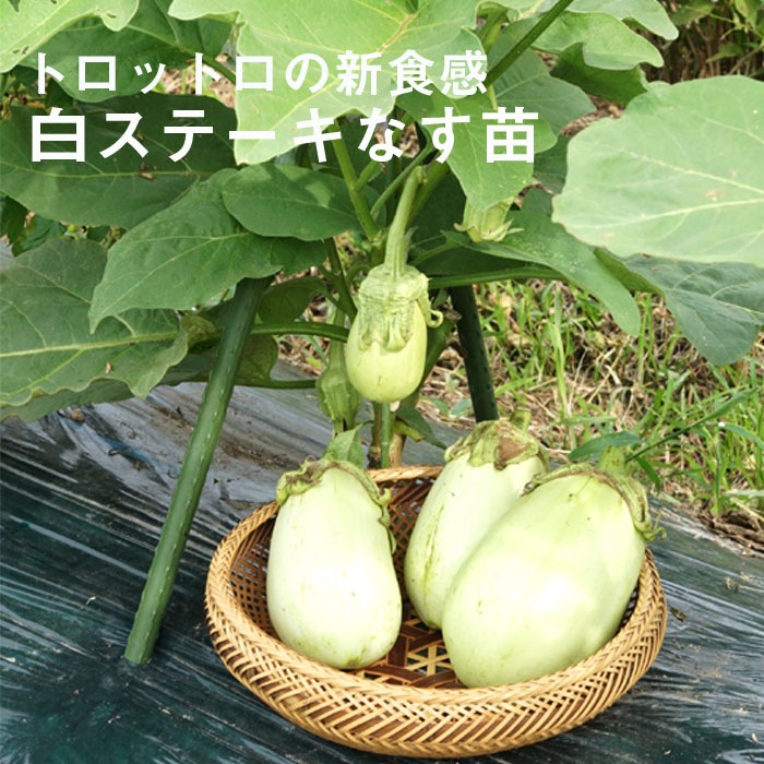 ナス苗U 接木 野菜 苗 白ステーキなす 9cmポット とろとろ食感 やさい ナス