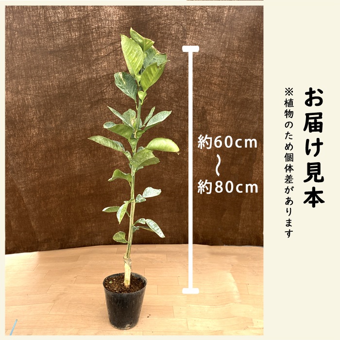 ʸö ���� �ں�ʸö 15����ݥå� �ѡ��봻 ���ܥ� �֤󤿤� �����ڱ� ���� ������ �����ǥ˥� ��� ����̵��